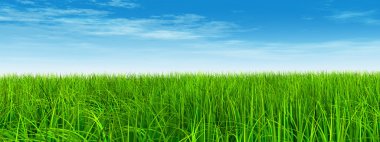  Taze ve doğal çim sahası 