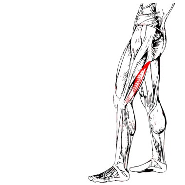 insan üst bacaklar anatomisi 