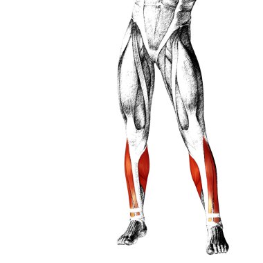 insan alt bacaklar anatomisi