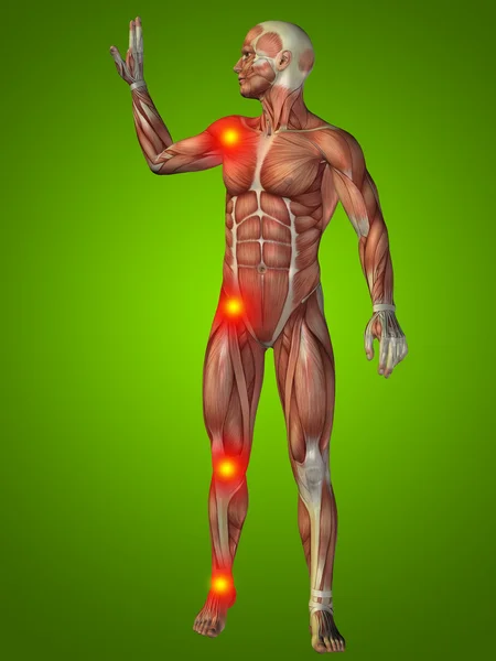 Hombre con músculos para la anatomía — Foto de Stock