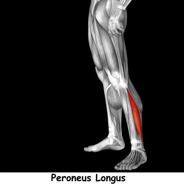 Anatomia człowieka dolnej nogi — Zdjęcie stockowe