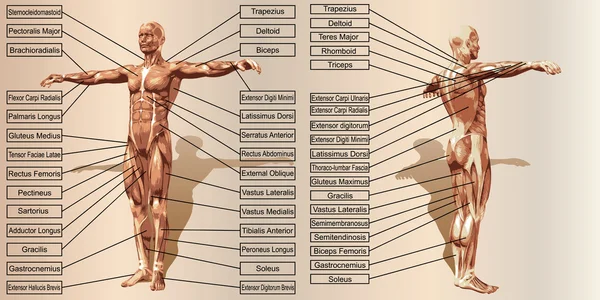 Homem anatomia e músculos caixas de texto — Fotografia de Stock