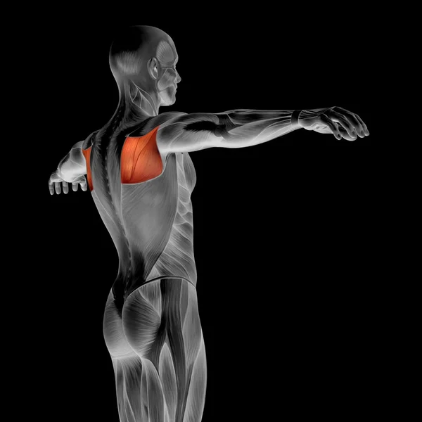 Human back anatomy — Stock Photo © design36 126584976