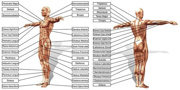 男子解剖和肌肉文本框 — 图库照片