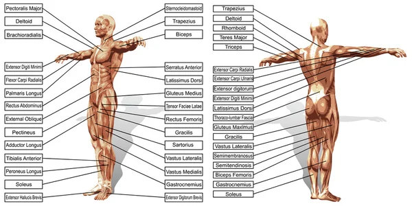 Homem anatomia e músculos caixas de texto — Fotografia de Stock