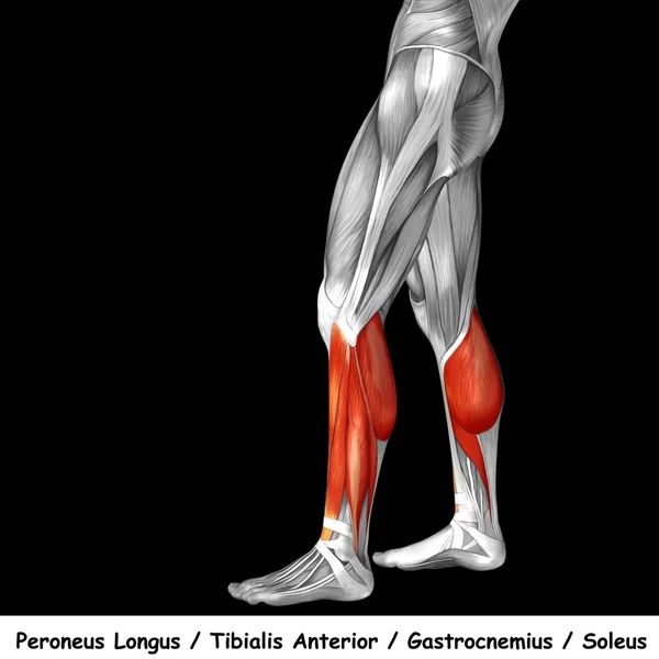 Insan alt bacaklar anatomisi — Stok fotoğraf