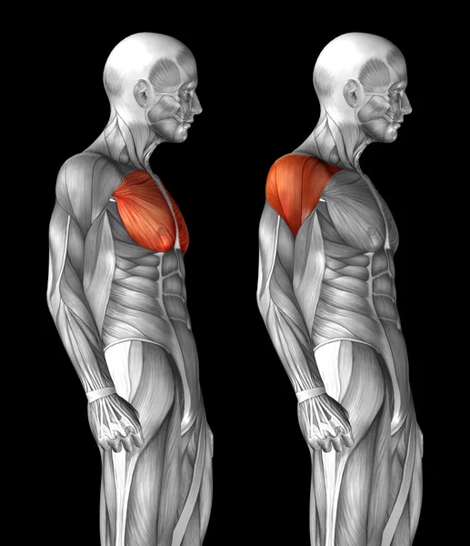 Anatomía del pecho humano — Foto de Stock