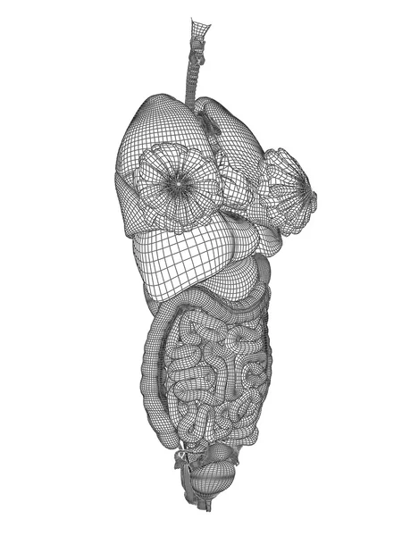 Sistema digestivo a rete wireframe — Foto Stock