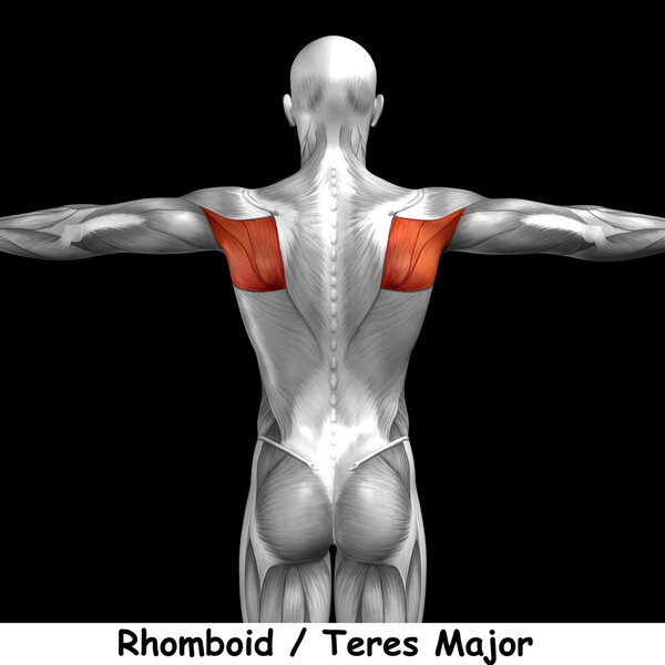 анатомия спины человека
