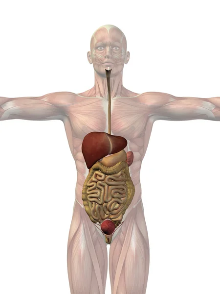 Human digestive system — Stock Photo, Image