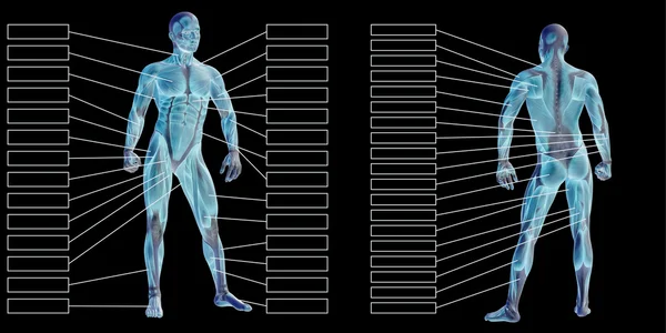 Man anatomy and muscles textboxes — Stock Photo, Image
