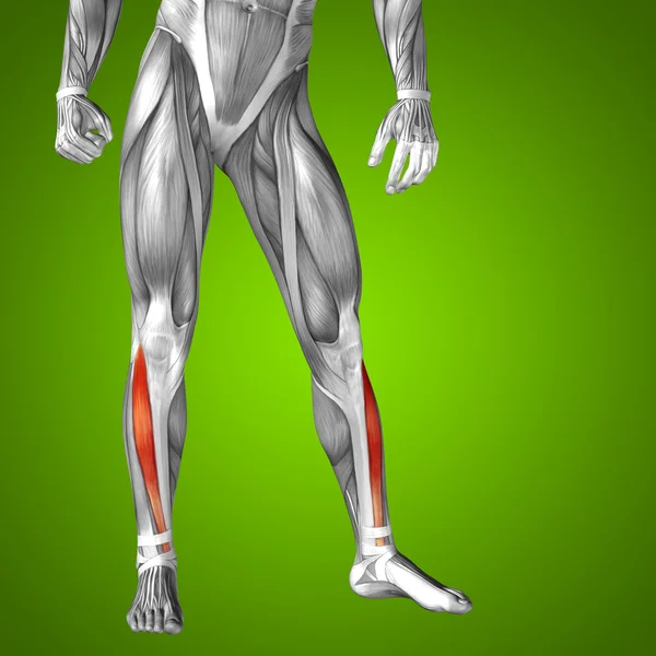 低い足の解剖 — ストック写真