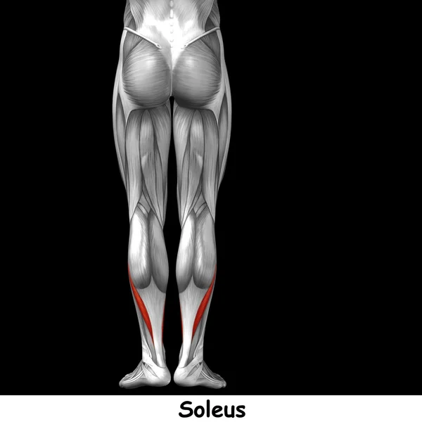 Insan alt bacaklar anatomisi — Stok fotoğraf