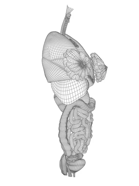 Wireframe mesh digestive system — Stock Photo, Image