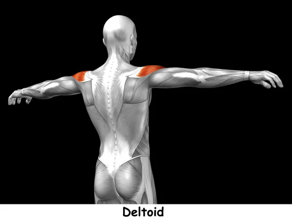 Anatomia della schiena umana — Foto Stock