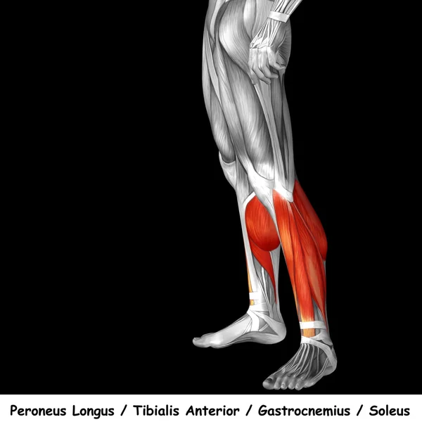 Анатомія нижніх ніг людини — стокове фото