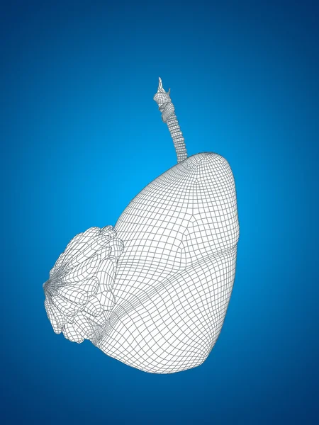 Mesh respiratory system — Stock Photo, Image