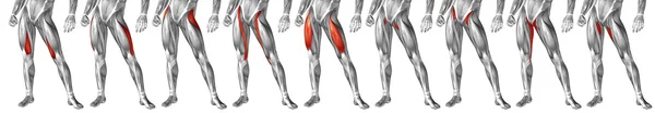 human upper legs anatomy