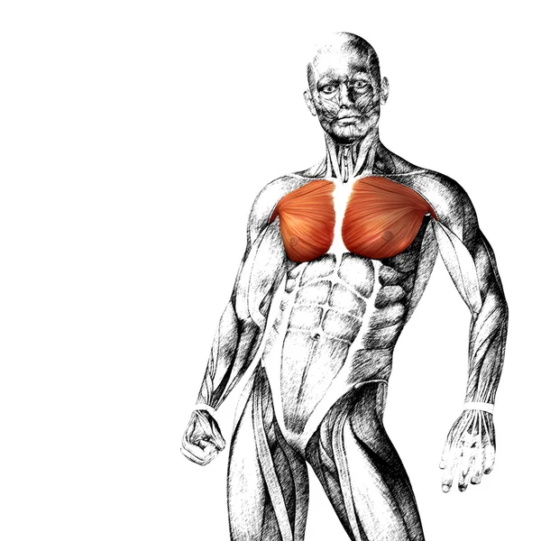 human chest anatomy