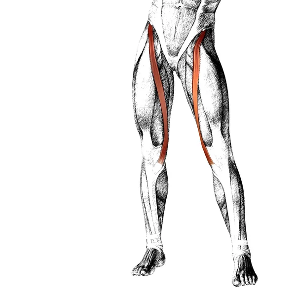 insan üst bacaklar anatomisi 