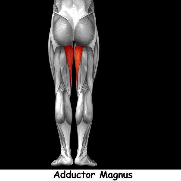  анатомия верхних ног человека
 