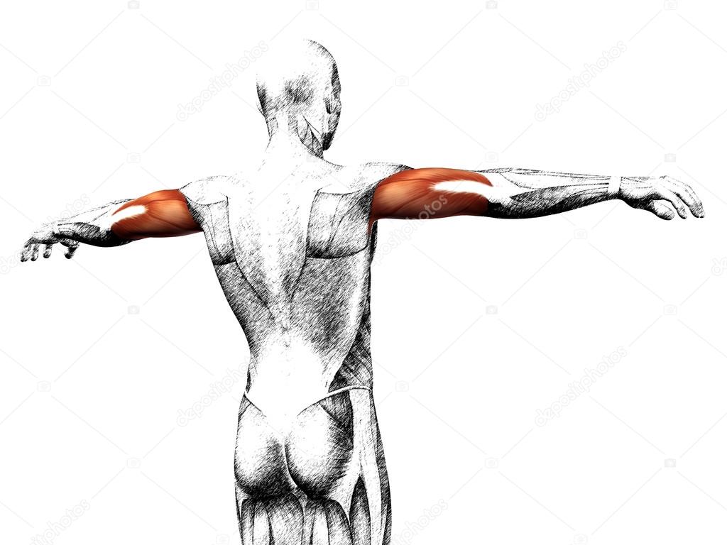 Triceps human anatomy Stock Illustration by ©design36 #126570412
