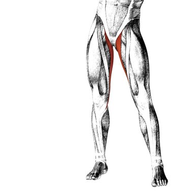 insan üst bacaklar anatomisi 