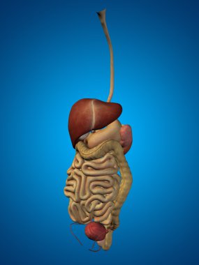 İnsan sindirim sistemi