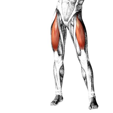 insan üst bacaklar anatomisi 