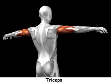 Triceps insan anatomisi 