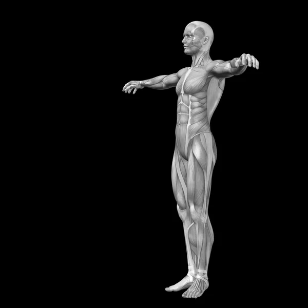 Uomo con muscoli per anatomia — Foto Stock