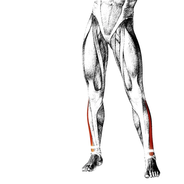 Anatomia delle gambe inferiori umane — Foto Stock