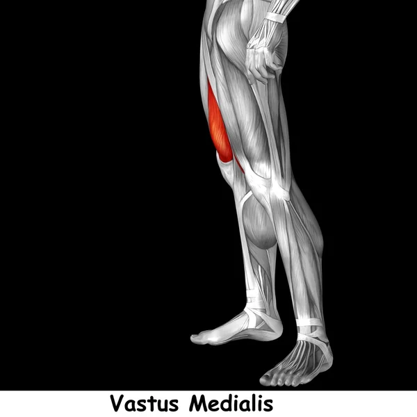 Menselijke bovenbenen anatomie — Stockfoto