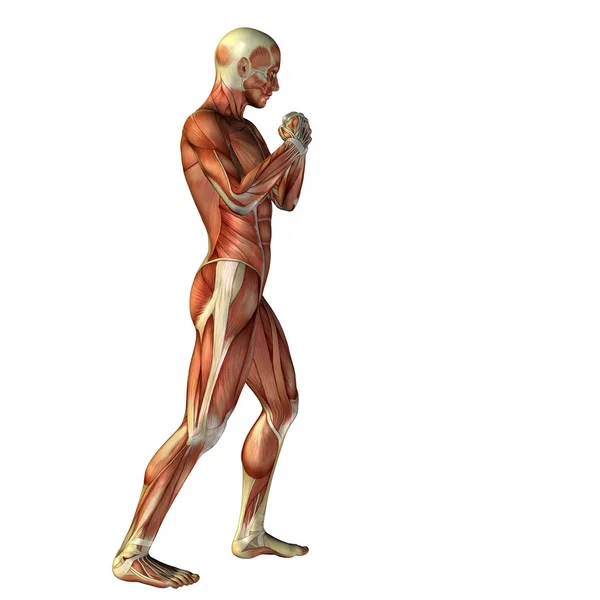 Man with muscles for anatomy — Stock Photo, Image