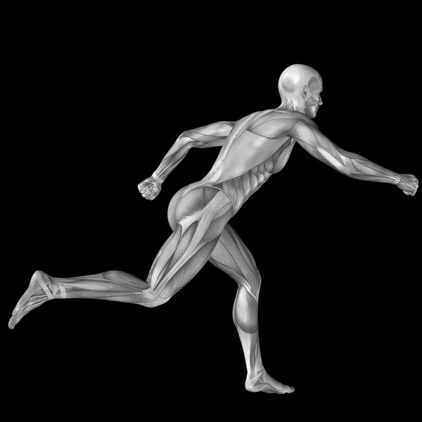 Homem com músculos para a anatomia — Fotografia de Stock