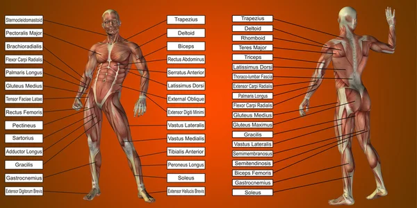 Człowiek z anatomii i mięśnie pól tekstowych — Zdjęcie stockowe