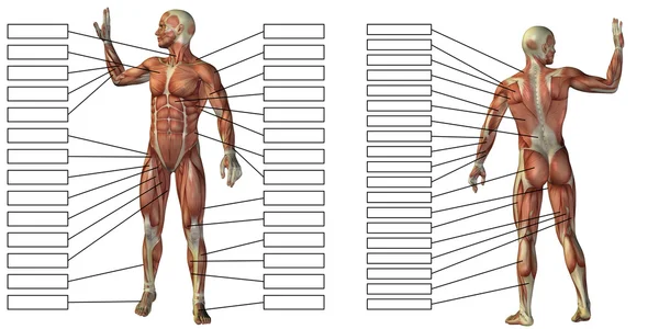 Man anatomy and muscles textboxes — Stock Photo, Image