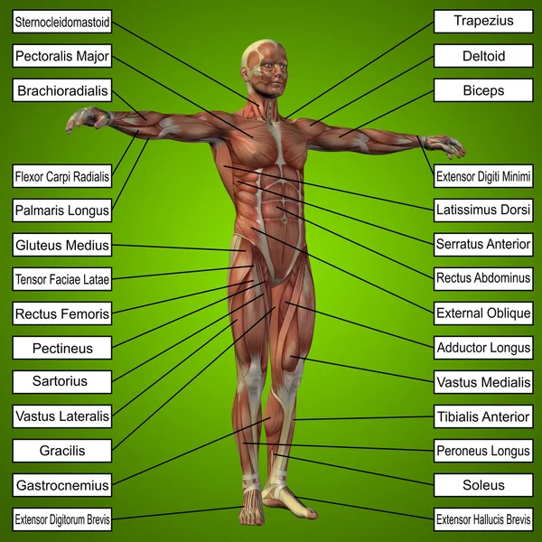 Człowiek z mięśni do anatomii — Zdjęcie stockowe
