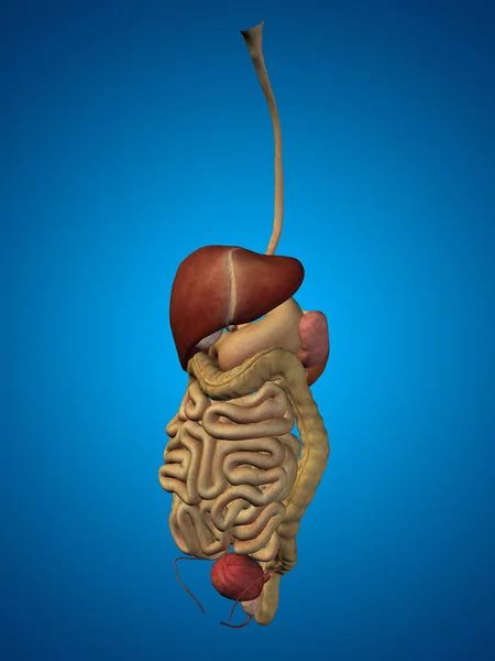 Human digestive system — Stock Photo, Image