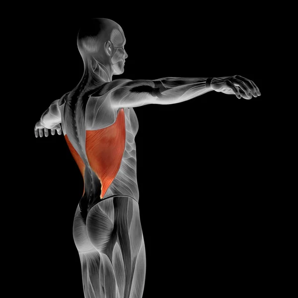 Menneskelig ryg anatomi - Stock-foto