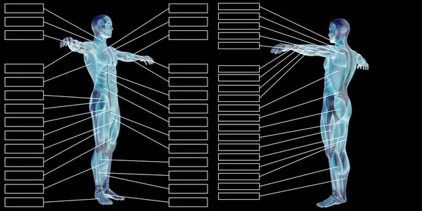 Anatomía del hombre y los músculos cajas de texto — Foto de Stock