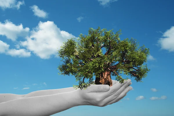 Manos sosteniendo un árbol verde — Foto de Stock