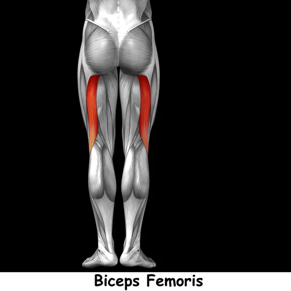 Anatomia delle gambe superiori umane — Foto Stock