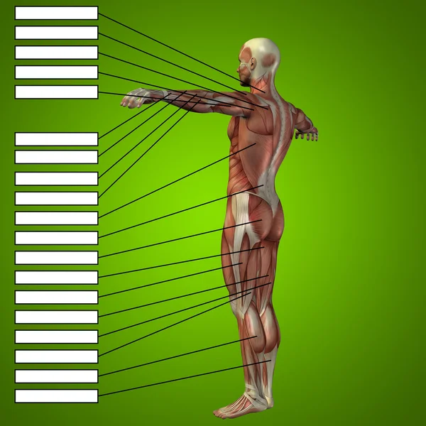 Человек с мышцами для анатомии — стоковое фото