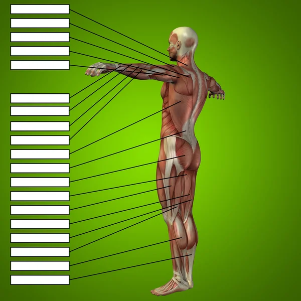 man with muscles for anatomy