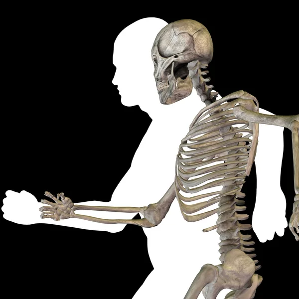 Концептуальная анатомия с костями — стоковое фото