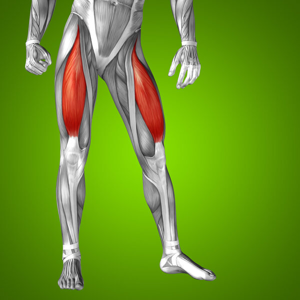 анатомия верхних ног человека
 