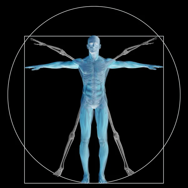 Proportion anatomy body — Stock Photo, Image