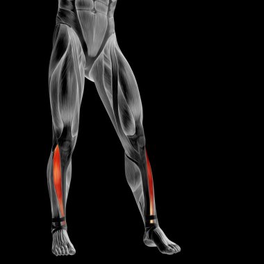 insan alt bacaklar anatomisi