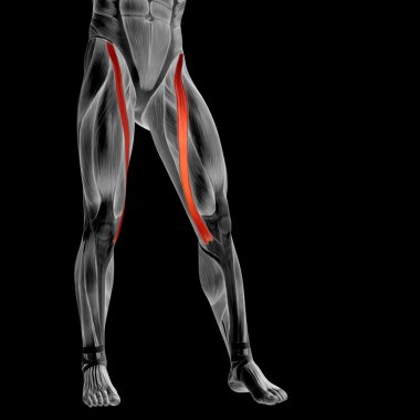 insan üst bacaklar anatomisi 